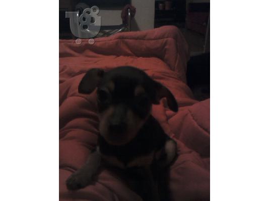 pinser νανακια